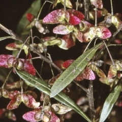 Dodonaea truncatiales (Angular Hop-Bush) at Deua National Park - 10 Nov 1996 by BettyDonWood