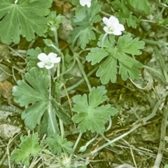 Geranium potentilloides var. potentilloides (Downy Geranium) at Deua, NSW - 10 Nov 1996 by BettyDonWood