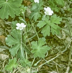 Geranium potentilloides var. potentilloides (Downy Geranium) at Deua National Park - 10 Nov 1996 by BettyDonWood