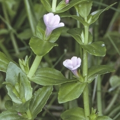 Gratiola peruviana (Australian Brooklime) at Wamban, NSW - 29 Dec 1996 by BettyDonWood