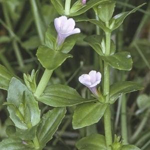 Gratiola peruviana at Wamban, NSW - 29 Dec 1996