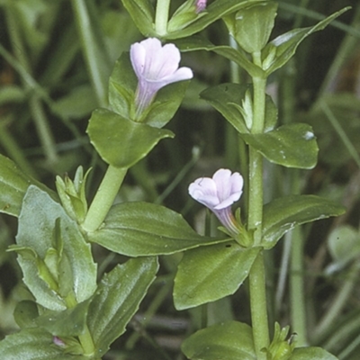 Gratiola peruviana (Australian Brooklime) at Wamban, NSW - 28 Dec 1996 by BettyDonWood