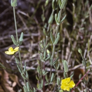 Hypericum gramineum at Turlinjah, NSW - 10 Nov 1996