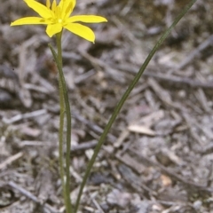 Hypoxis hygrometrica var. villosisepala (Golden Weather-grass) at Turlinjah, NSW - 21 Nov 1996 by BettyDonWood