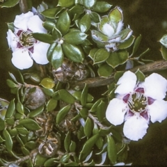 Leptospermum deuense at Bodalla, NSW - 11 Nov 1996 by BettyDonWood