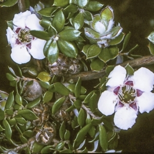 Leptospermum deuense at Bodalla, NSW - 11 Nov 1996