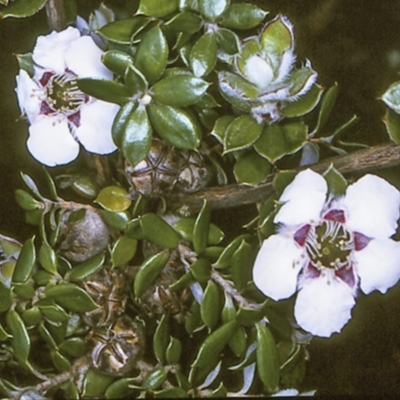 Leptospermum deuense at Deua National Park - 10 Nov 1996 by BettyDonWood