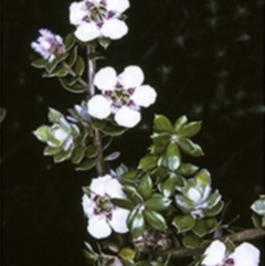 Leptospermum deuense at Bodalla, NSW - 11 Nov 1996