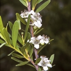 Leptospermum emarginatum (Twin Flower Teatree) at Wamban, NSW - 30 Dec 1996 by BettyDonWood
