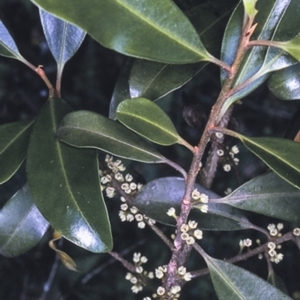 Myrsine howittiana at Wamban, NSW - 29 Dec 1996