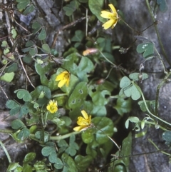 Oxalis exilis (Shady Wood Sorrel) at Moruya State Forest - 7 Apr 1997 by BettyDonWood