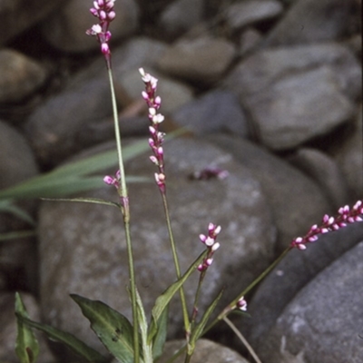 Persicaria decipiens (Slender Knotweed) at Wamban, NSW - 29 Dec 1996 by BettyDonWood