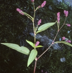 Persicaria elatior (Tall Knotweed) at Moruya State Forest - 8 Apr 1997 by BettyDonWood