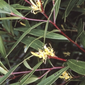 Persoonia silvatica at Deua, NSW - suppressed