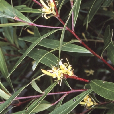Persoonia silvatica (Forest Geebung) at Deua National Park - 30 Dec 1996 by BettyDonWood