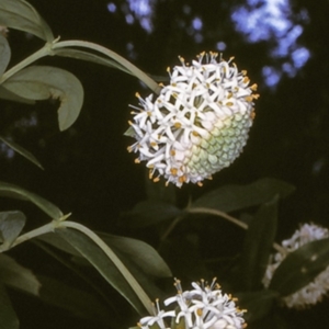 Pimelea ligustrina subsp. hypericina at Deua, NSW - 11 Nov 1996