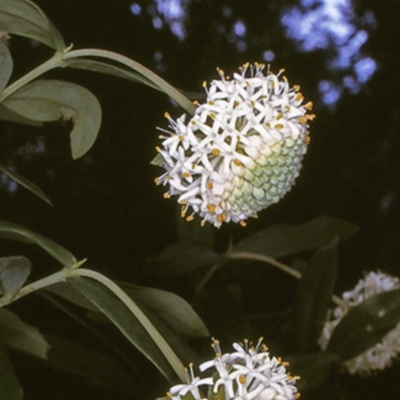 Pimelea ligustrina subsp. hypericina (Tall Rice-flower) at Deua National Park - 10 Nov 1996 by BettyDonWood