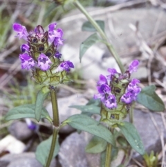 Prunella vulgaris (Self-heal, Heal All) at Wamban, NSW - 28 Dec 1996 by BettyDonWood