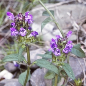 Prunella vulgaris at Wamban, NSW - 29 Dec 1996 12:00 AM