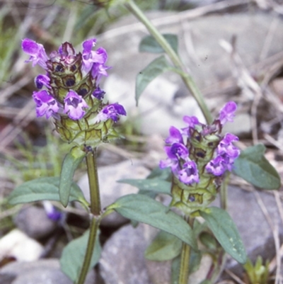 Prunella vulgaris (Self-heal, Heal All) at Wamban, NSW - 28 Dec 1996 by BettyDonWood