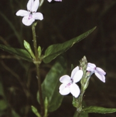 Pseuderanthemum variabile (Pastel Flower) at Wamban, NSW - 30 Dec 1996 by BettyDonWood