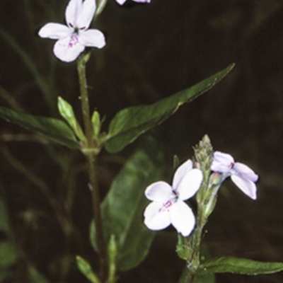 Pseuderanthemum variabile (Pastel Flower) at Wamban, NSW - 30 Dec 1996 by BettyDonWood