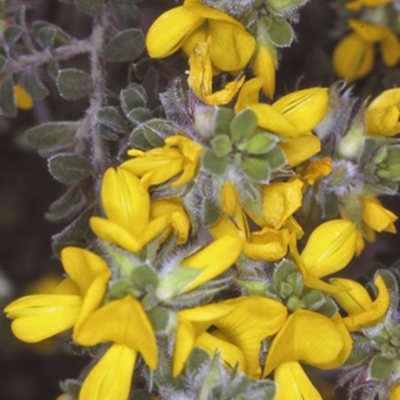 Pultenaea ferruginea (Large Bronze Bush-Pea) at Wamban, NSW - 11 Nov 1996 by BettyDonWood