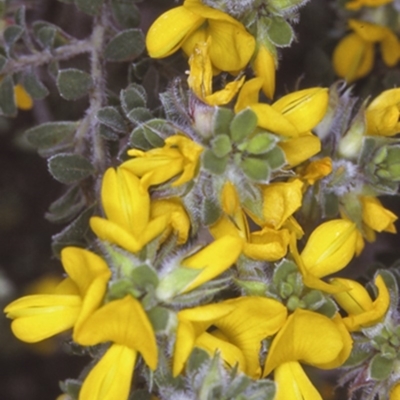 Pultenaea ferruginea (Large Bronze Bush-Pea) at Deua National Park - 10 Nov 1996 by BettyDonWood