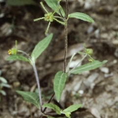 Sigesbeckia orientalis (Indian Weed) at Moruya State Forest - 28 Dec 1996 by BettyDonWood