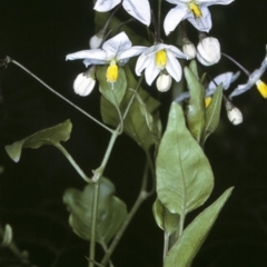 Solanum laxum (Potato Climber, Jasmine Nightshade) at Moruya, NSW - 11 Nov 1996 by BettyDonWood