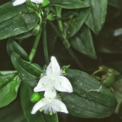 Tradescantia fluminensis (Trad, Wandering Jew) at Bodalla, NSW - 10 Dec 1996 by BettyDonWood