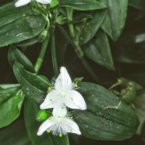 Tradescantia fluminensis at Bodalla, NSW - 11 Dec 1996 12:00 AM