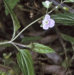 Veronica notabilis (Forest Speedwell) at Deua, NSW - 11 Nov 1996 by BettyDonWood