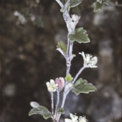 Xanthosia pilosa (Woolly Xanthosia) at Deua National Park - 10 Nov 1996 by BettyDonWood
