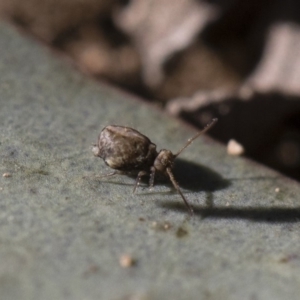 Sminthurus sp. (genus) at Michelago, NSW - 21 Jun 2018