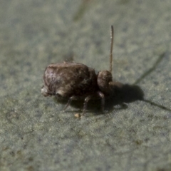 Sminthurus sp. (genus) at Michelago, NSW - 21 Jun 2018