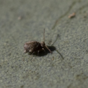 Sminthurus sp. (genus) at Michelago, NSW - 21 Jun 2018