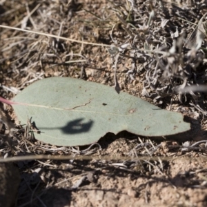 Sminthurus sp. (genus) at Michelago, NSW - 21 Jun 2018