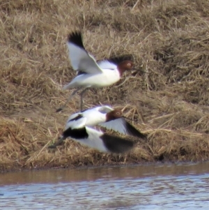 Recurvirostra novaehollandiae at Fyshwick, ACT - 29 Jun 2018 10:51 AM