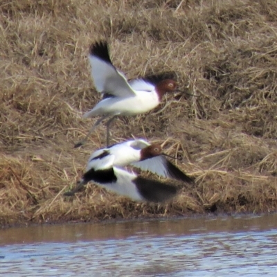 Recurvirostra novaehollandiae (Red-necked Avocet) at Jerrabomberra Wetlands - 29 Jun 2018 by KumikoCallaway