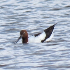 Recurvirostra novaehollandiae at Fyshwick, ACT - 29 Jun 2018 10:51 AM