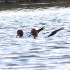 Recurvirostra novaehollandiae at Fyshwick, ACT - 29 Jun 2018 10:51 AM