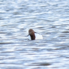 Recurvirostra novaehollandiae at Fyshwick, ACT - 29 Jun 2018 10:51 AM