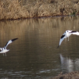 Recurvirostra novaehollandiae at Fyshwick, ACT - 29 Jun 2018 10:51 AM