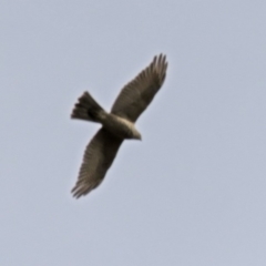 Accipiter cirrocephalus (Collared Sparrowhawk) at Gordon, ACT - 29 Jun 2018 by RodDeb