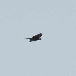 Accipiter cirrocephalus at Gordon, ACT - 29 Jun 2018