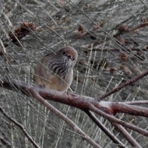 Acanthiza pusilla at Point Hut to Tharwa - 29 Jun 2018 12:33 PM