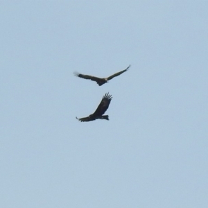 Aquila audax at Paddys River, ACT - 29 Jun 2018 01:15 PM