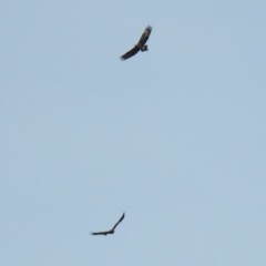 Aquila audax at Paddys River, ACT - 29 Jun 2018 01:15 PM