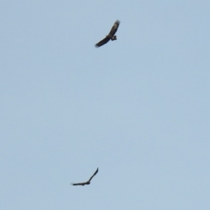 Aquila audax at Paddys River, ACT - 29 Jun 2018 01:15 PM